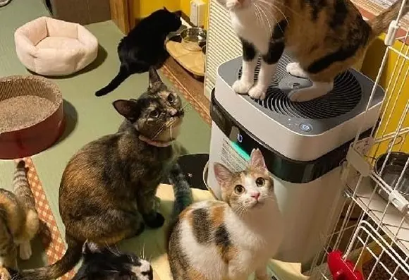 【ネコリパブリック】保護犬猫施設応援プロジェクト