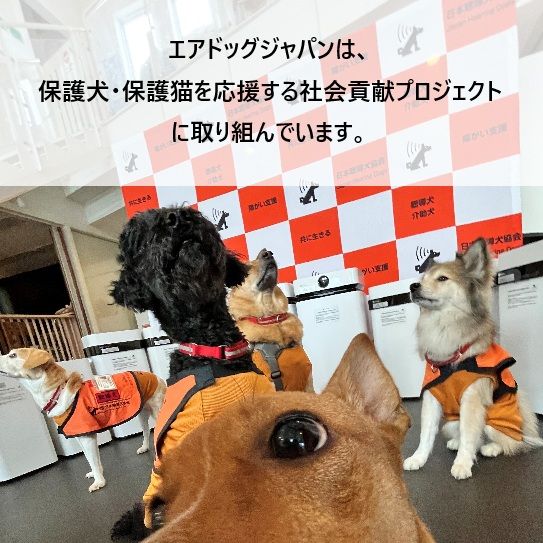 ホワイト