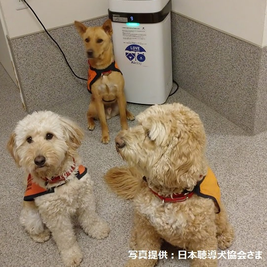 公式】Airdog | 【保護犬猫施設応援プロジェクト（日本聴導犬協会