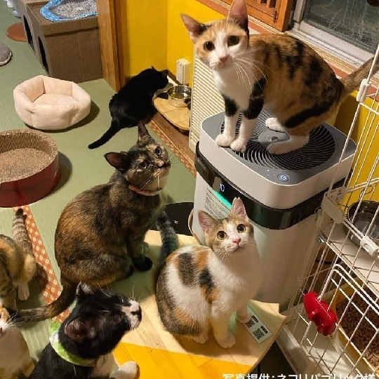 本体(ホワイト)、トッププレート(ホワイト)