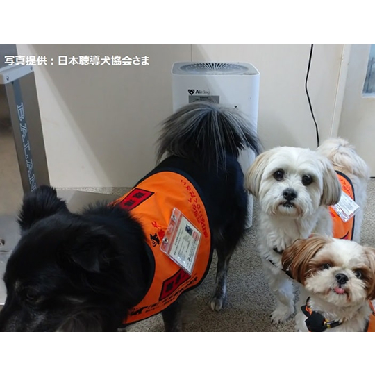 公式】Airdog | 【保護犬猫施設応援プロジェクト（日本聴導犬協会